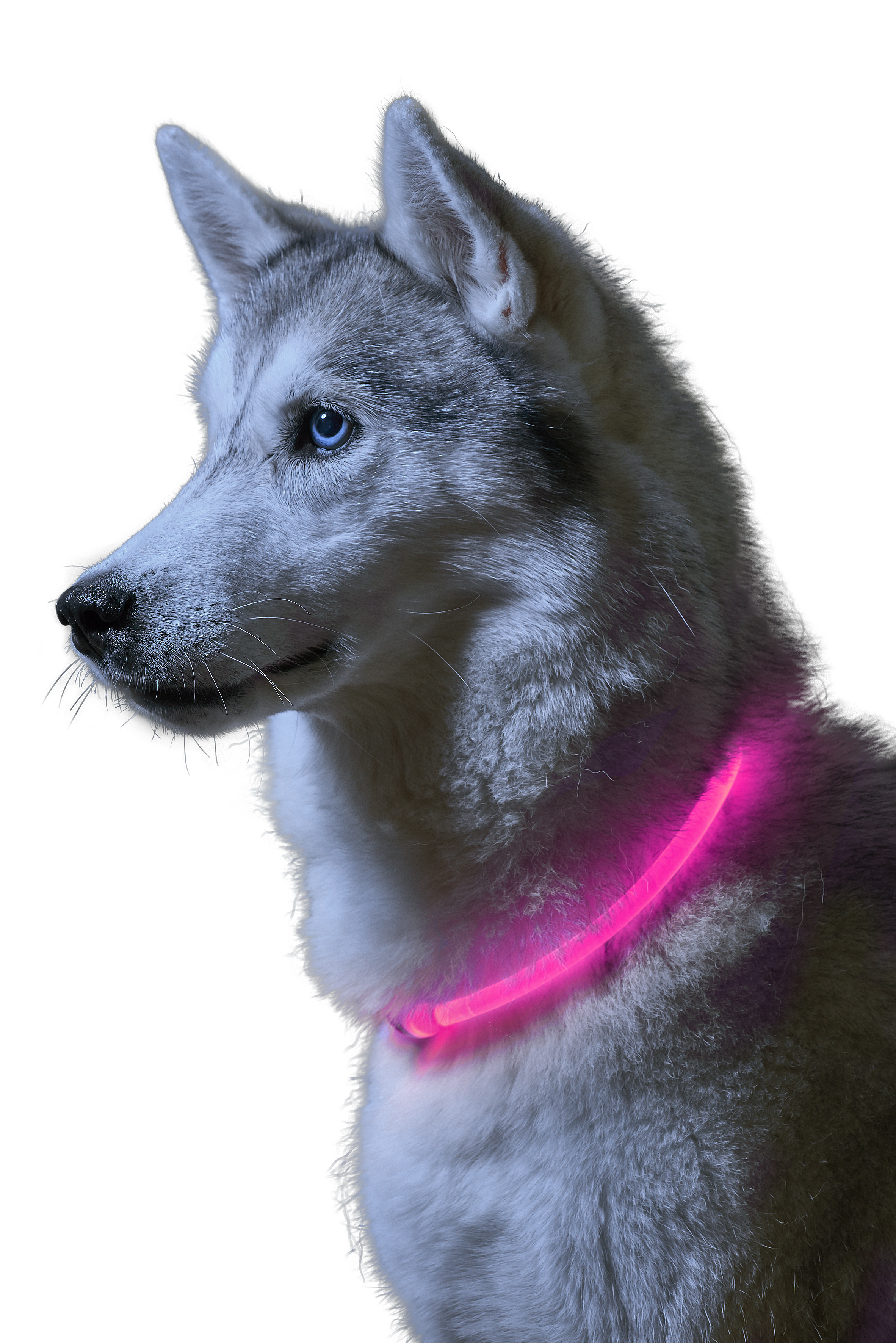 Flashing dog discount